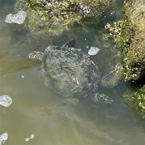 Sea Turtles right in your back yard!