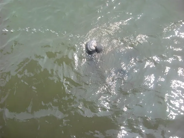 Manatees