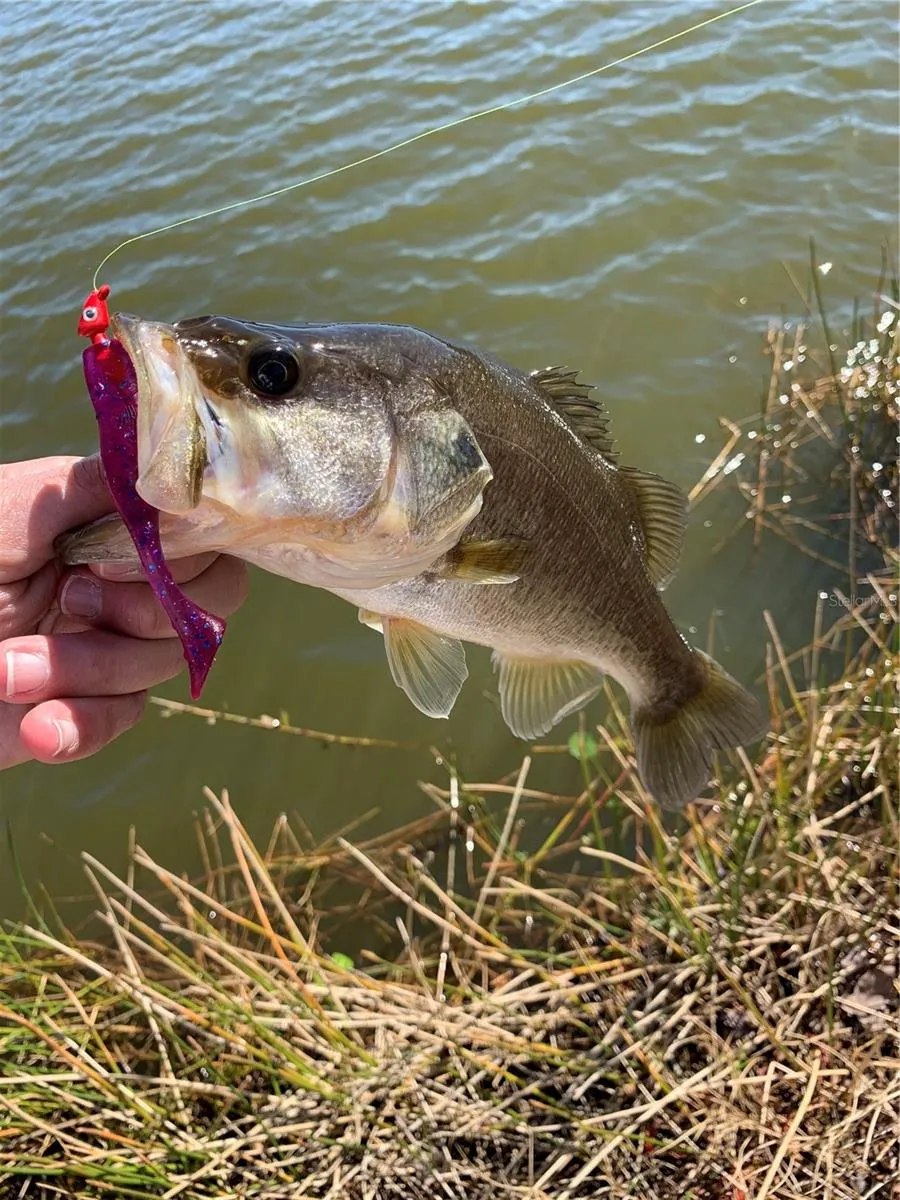 Another bass caught in the Calusa Creek lakes