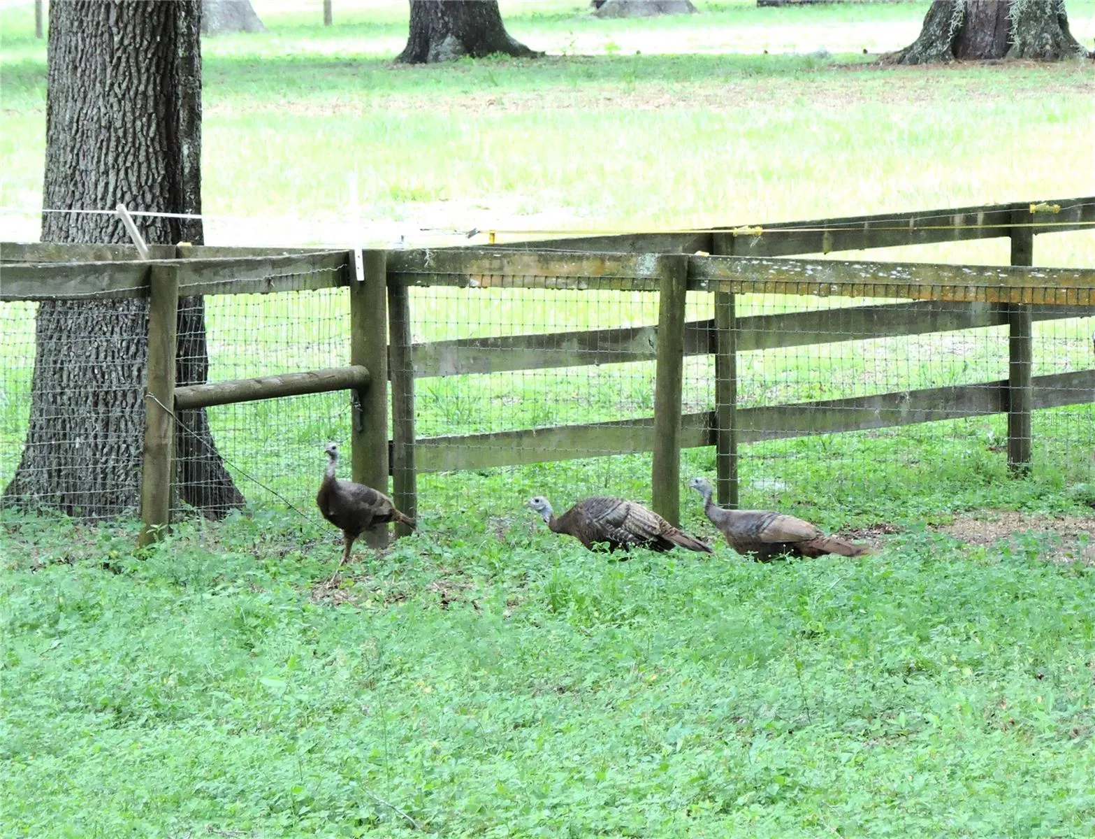 Turkey time!