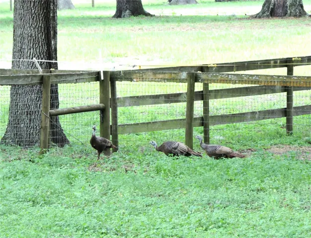 Turkey time!