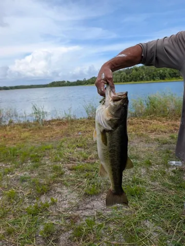 12 pound Bass caught Father Day week 2026 from Lake Grady