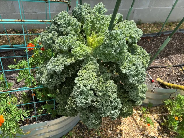 Kitchen garden