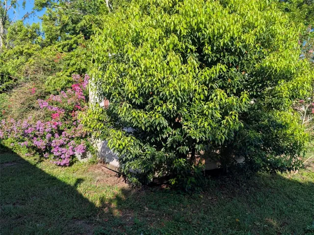Behind Shed