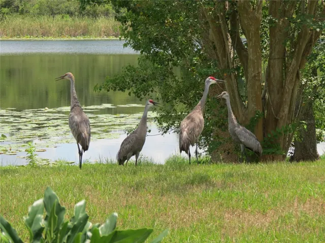 Wildlife
