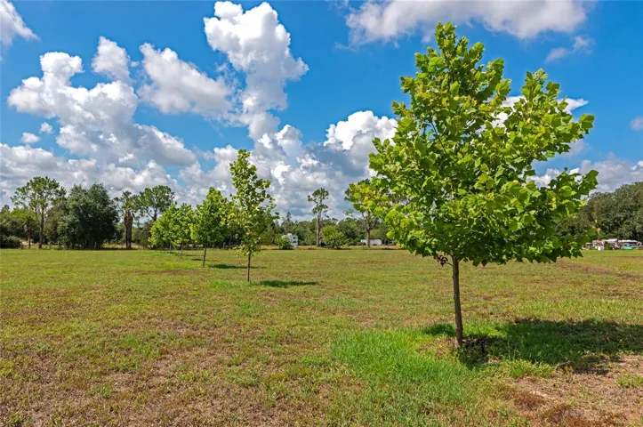 Front yard with new Sycamore trees