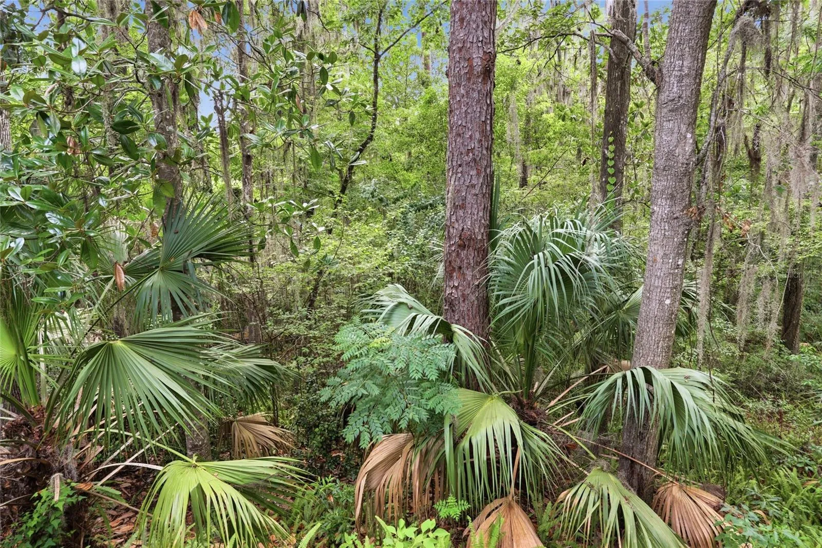 Backyard to creek