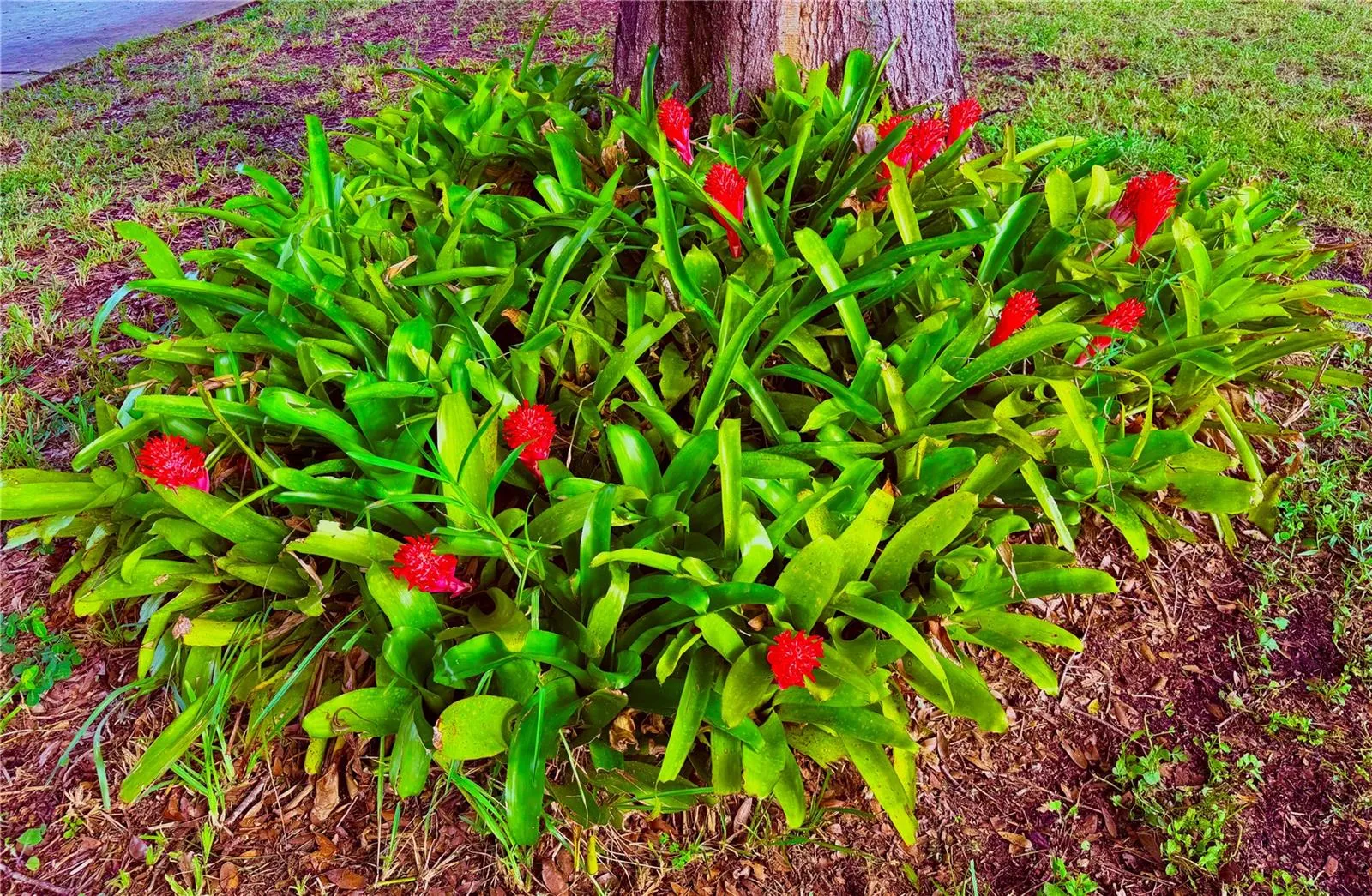 Beautiful landscaping!