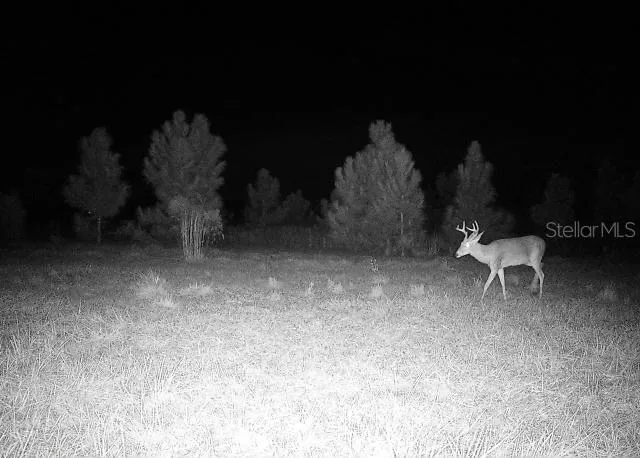 some night time wildlife