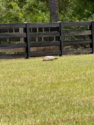 more local wildlife