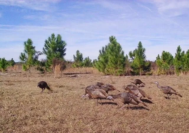 Lots of wildlife