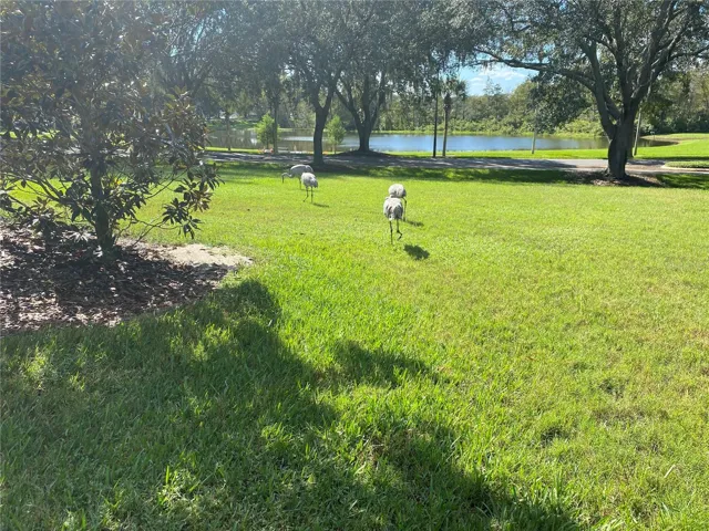 LOTS OF WILDLIFE