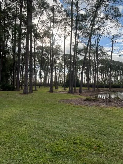 Woods