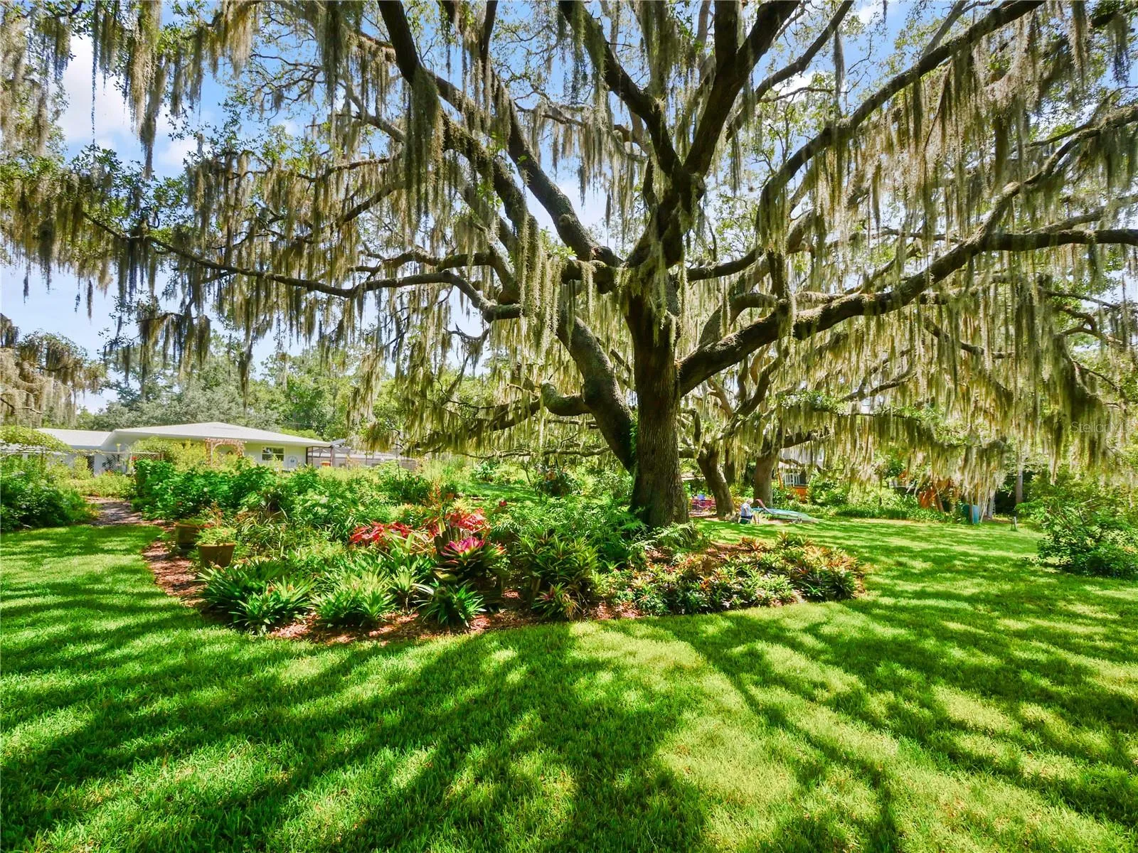ACRES OF MAJESTIC LIVE OAKS