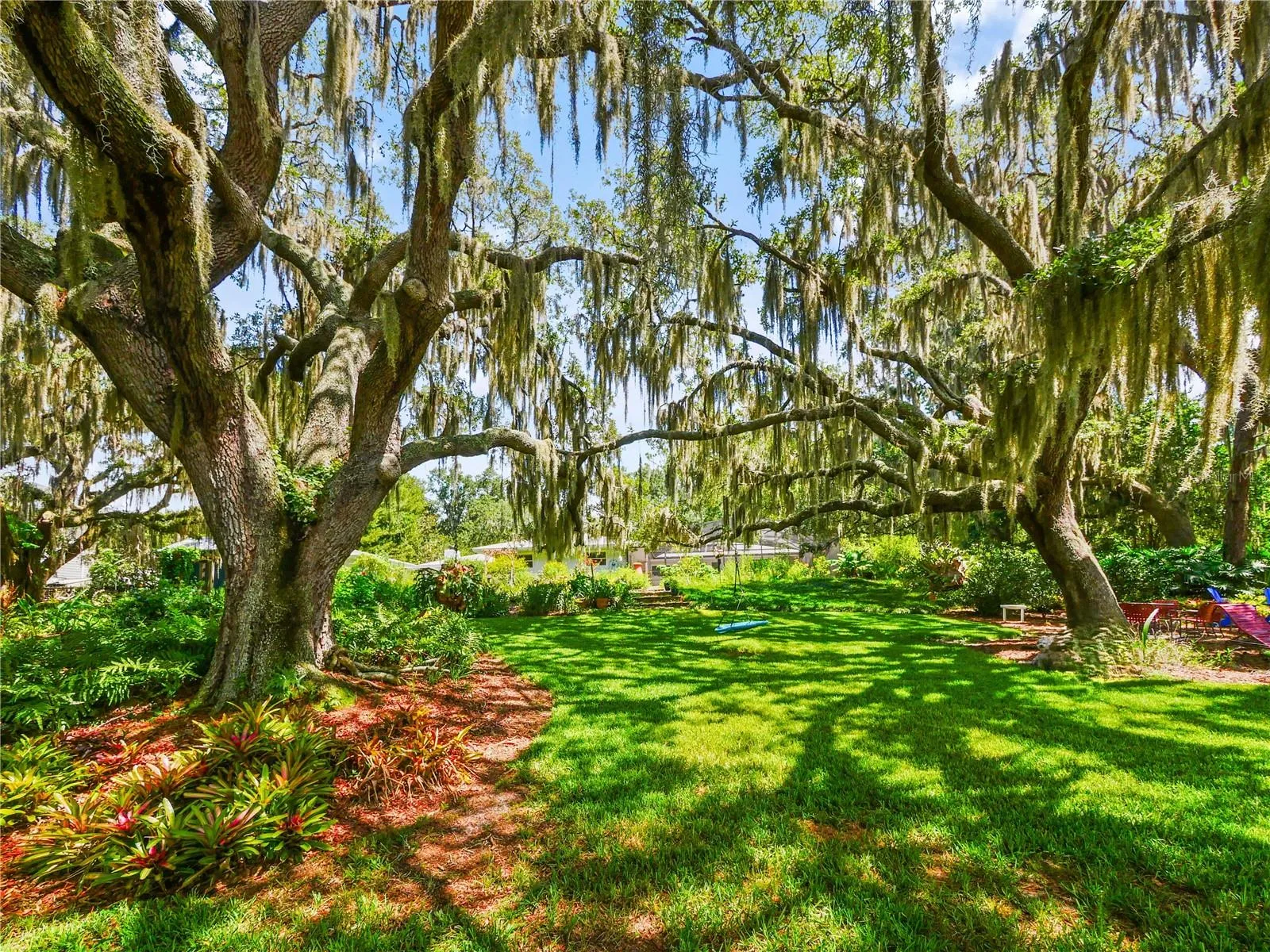 MASSIVE LIVE OAKS / BACKYARD