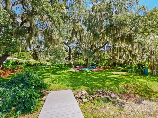 BACKYARD LIVE OAK TREES