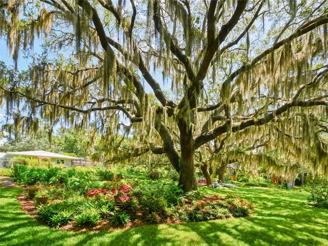 AMAZING BACKYARD VIEWS WITH LIVE OAKS