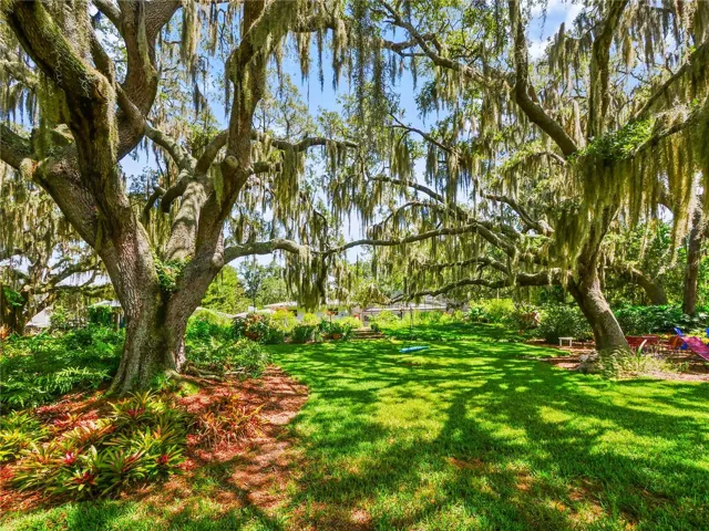 MASSIVE LIVE OAKS / BACKYARD