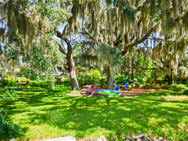 LARGE LIVE OAKS