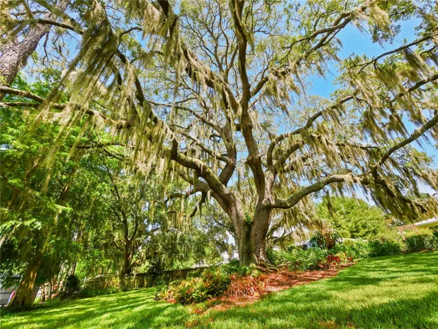 INCREDIBLE LIVE OAKS