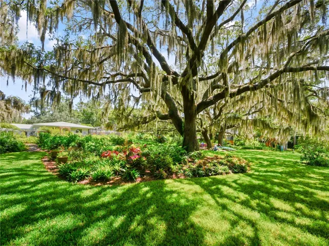 ACRES OF MAJESTIC LIVE OAKS