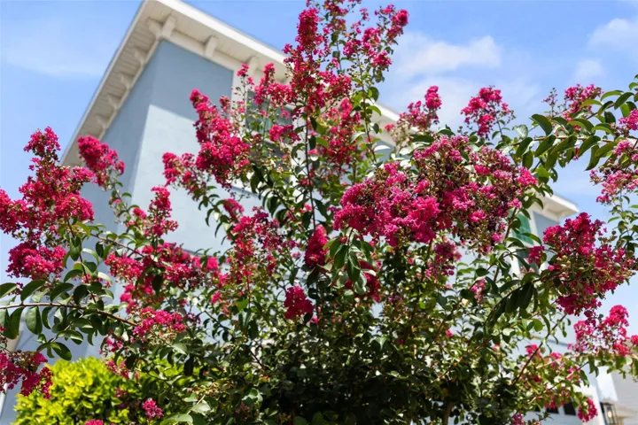 Mature Landscaping