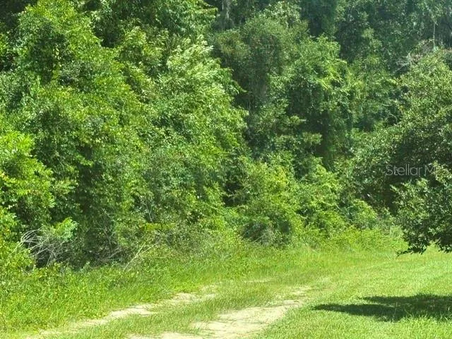 Looking North along where SW 46th Avenue is designated.