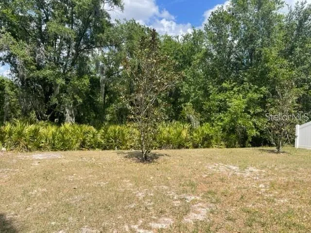 Back yard