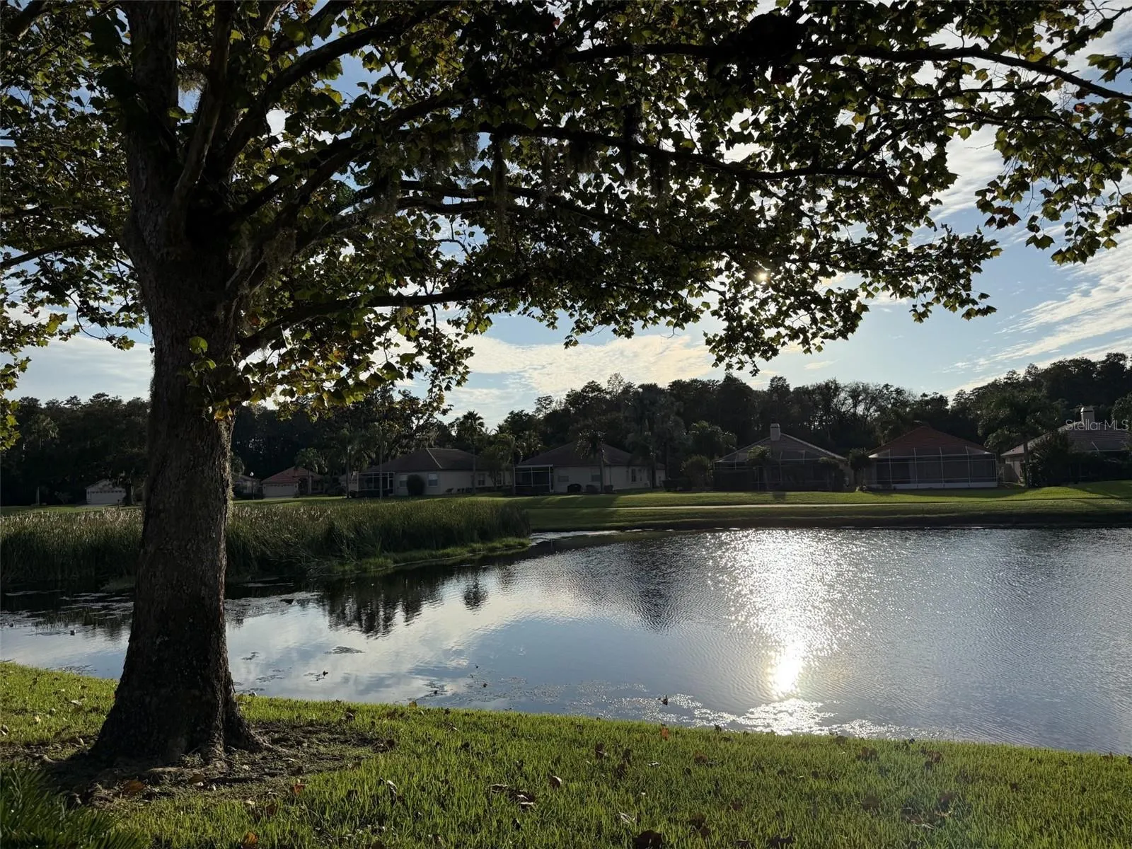 pond view from back of house
