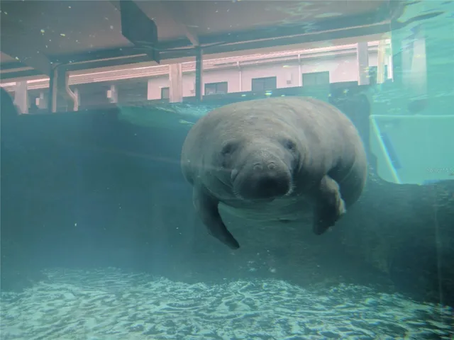 Visit Mote Marine Aquarium, this manatee is just one of the exciting exhibits you will see.