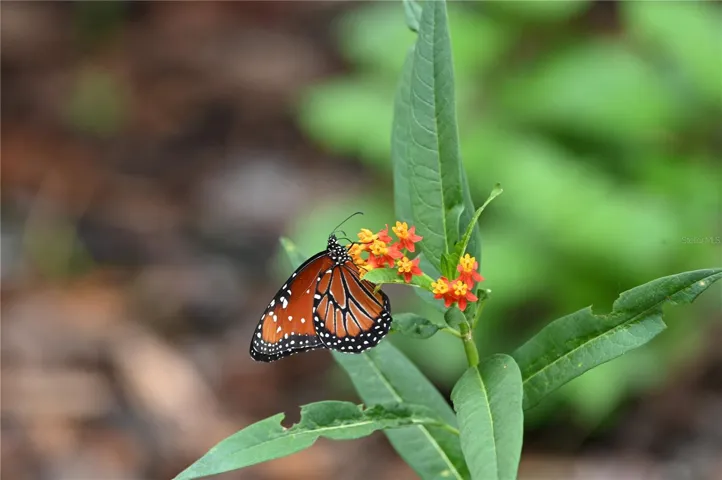 Butterfly host plants provide a beautiful habitat.