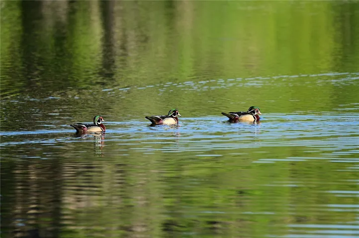 Tons of wildlife. Wood ducks.