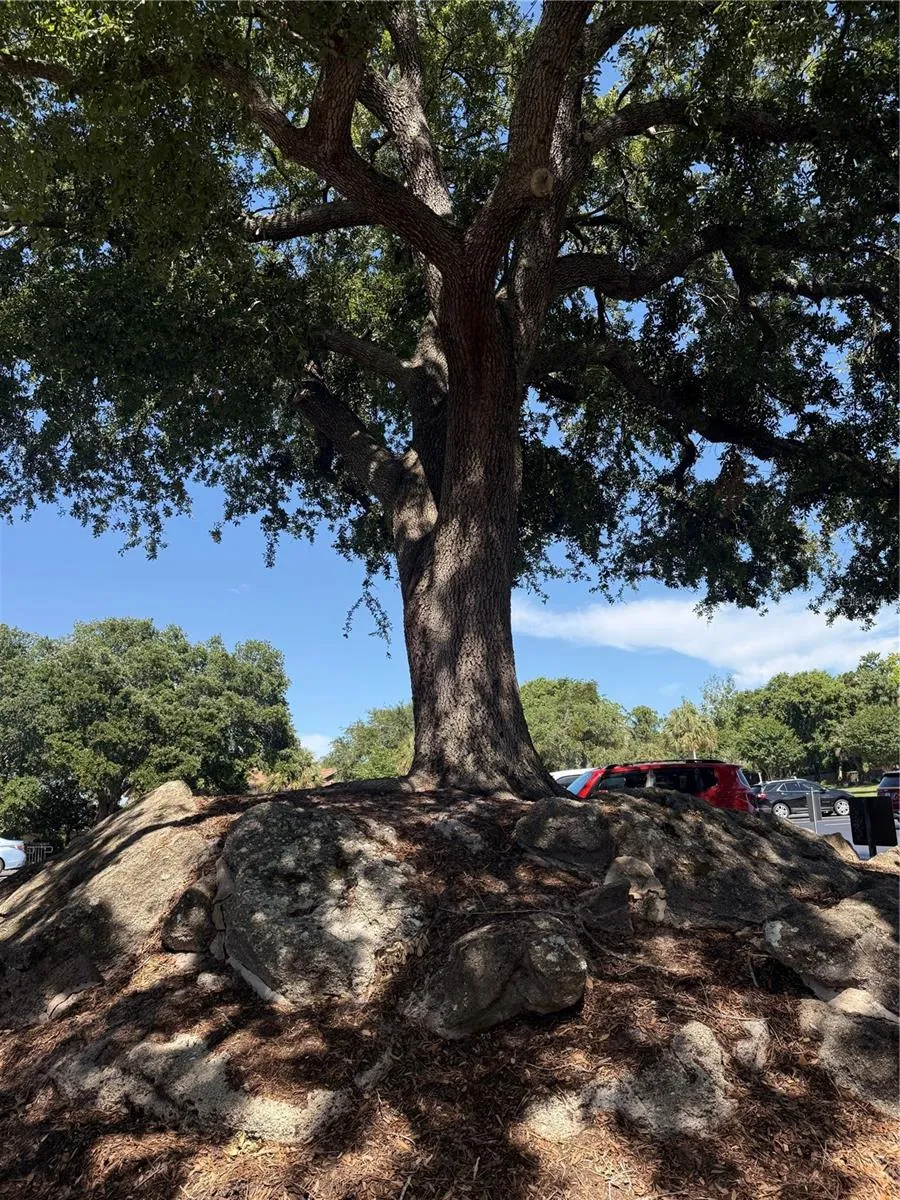 Beautiful Oak Trees