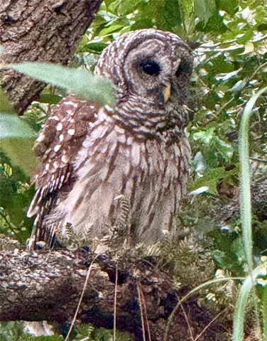 Barred Owl in tree
