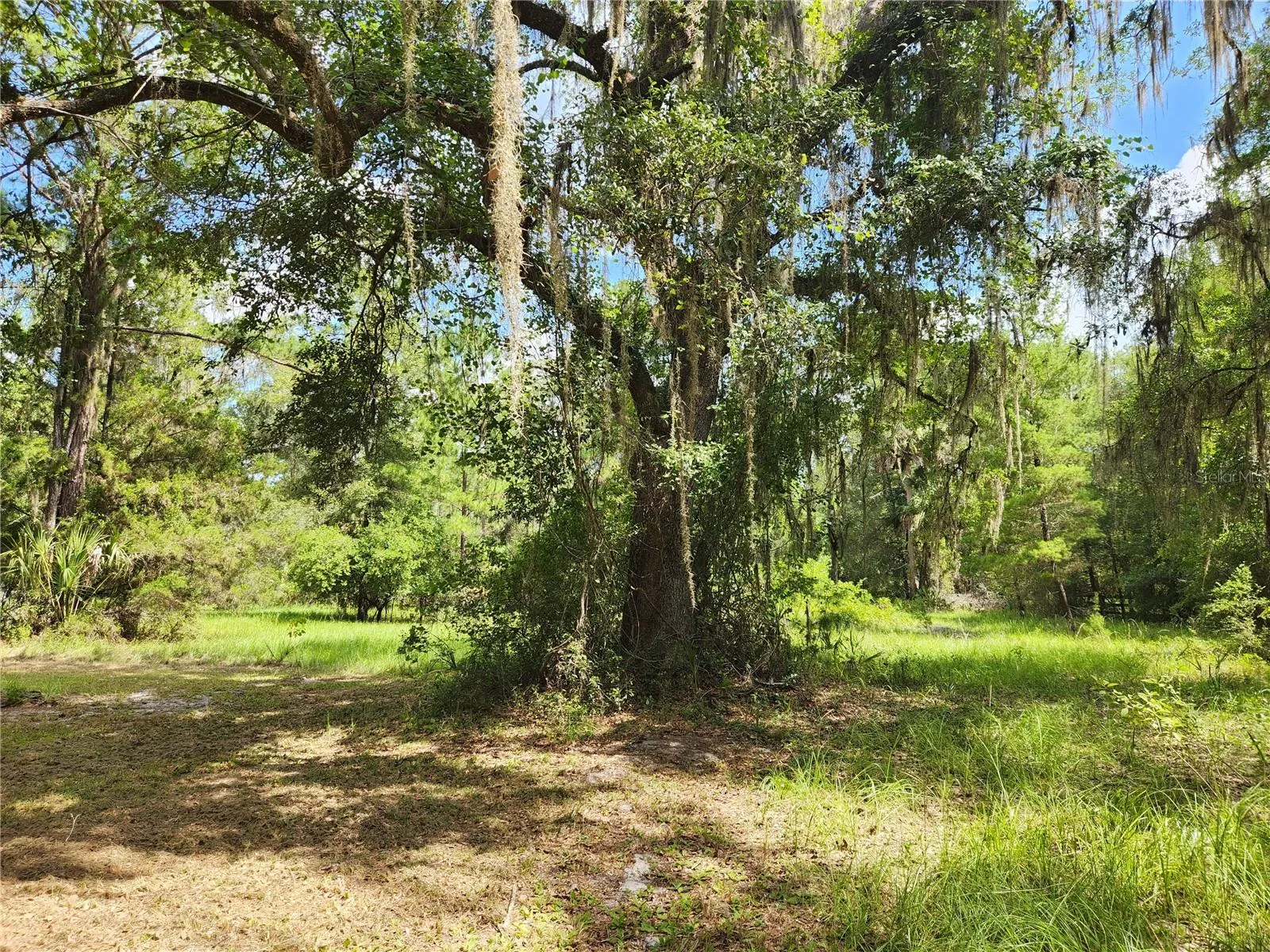 Mature Trees
