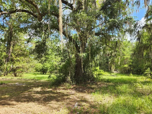 Mature Trees