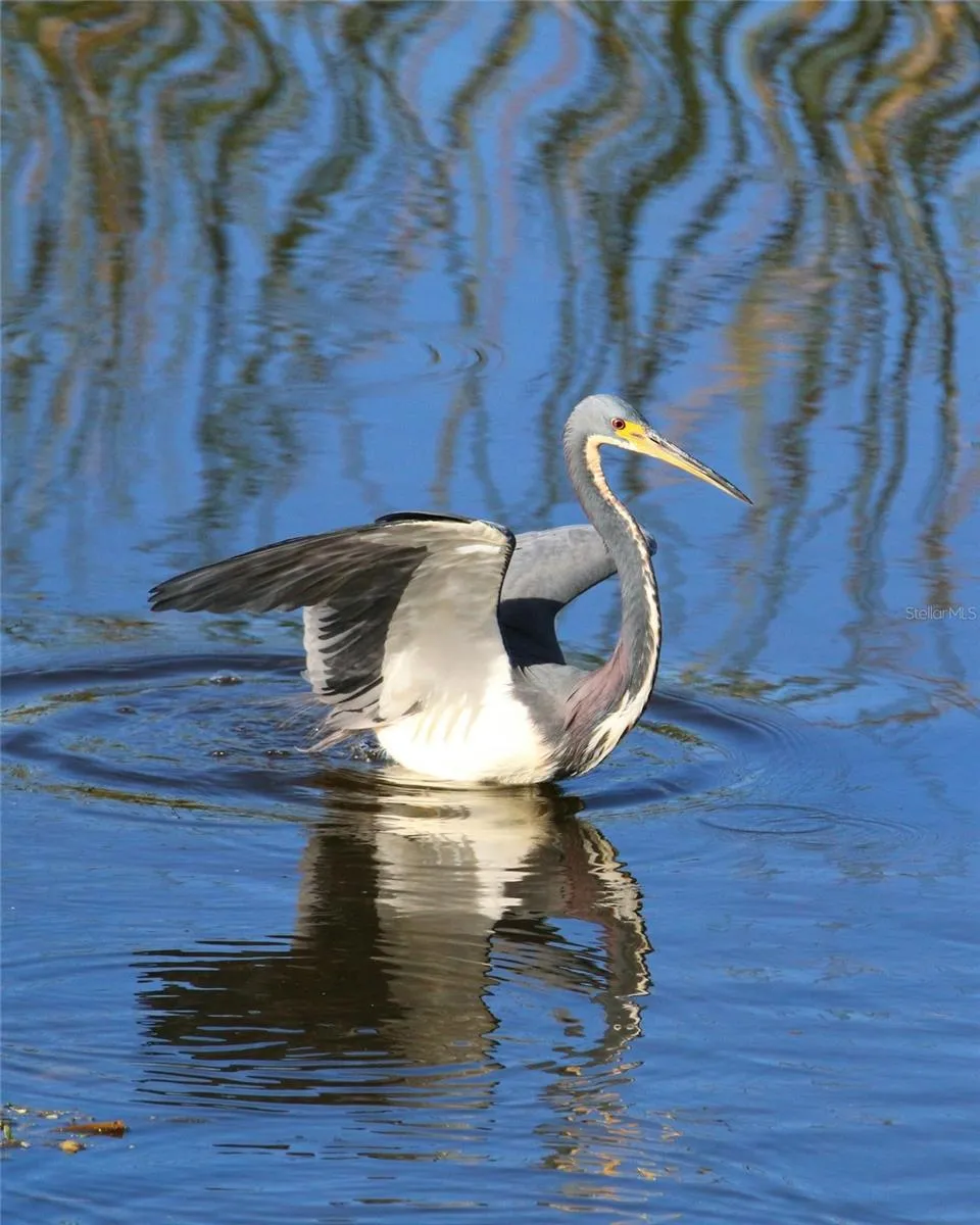 local wildlife