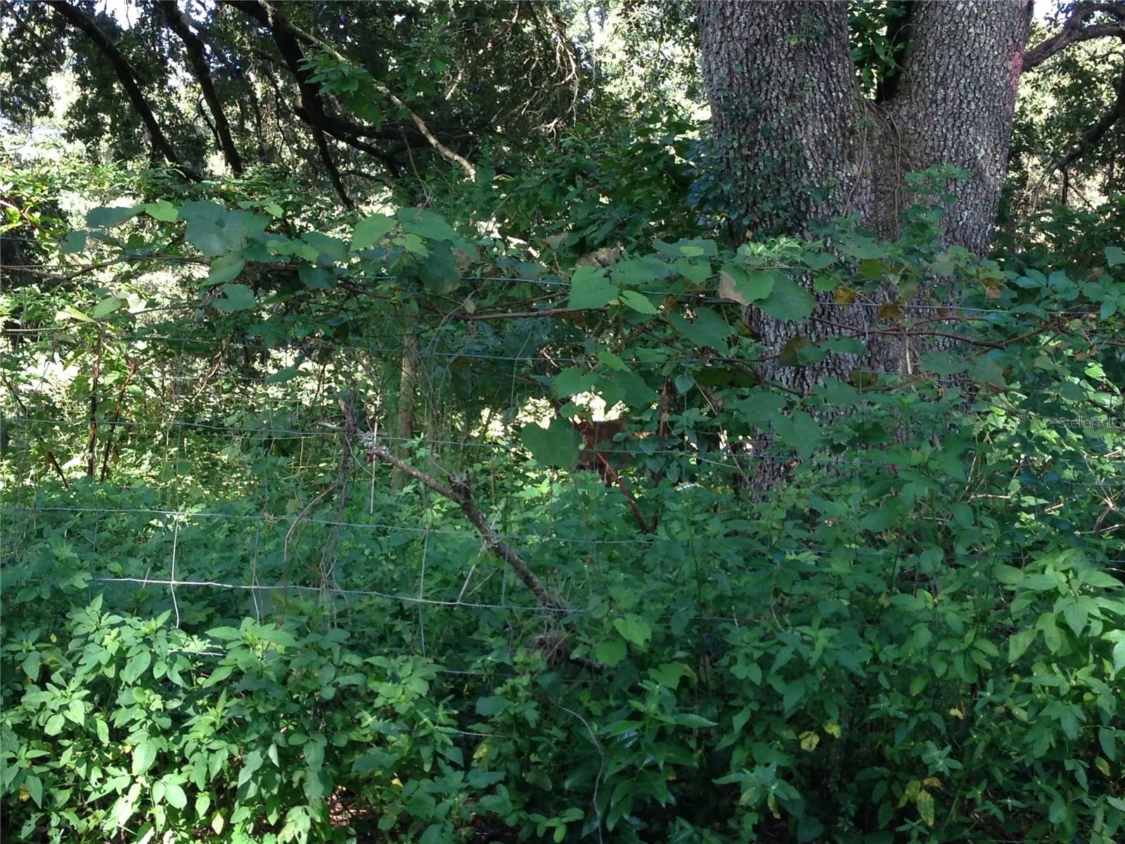 Forest Wildlife