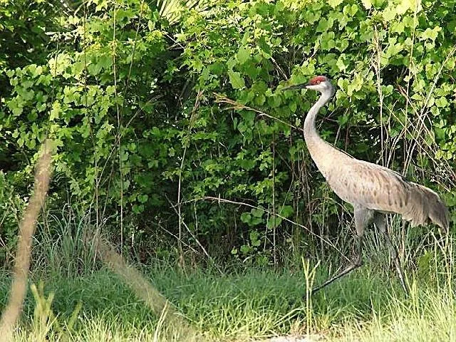 Locals