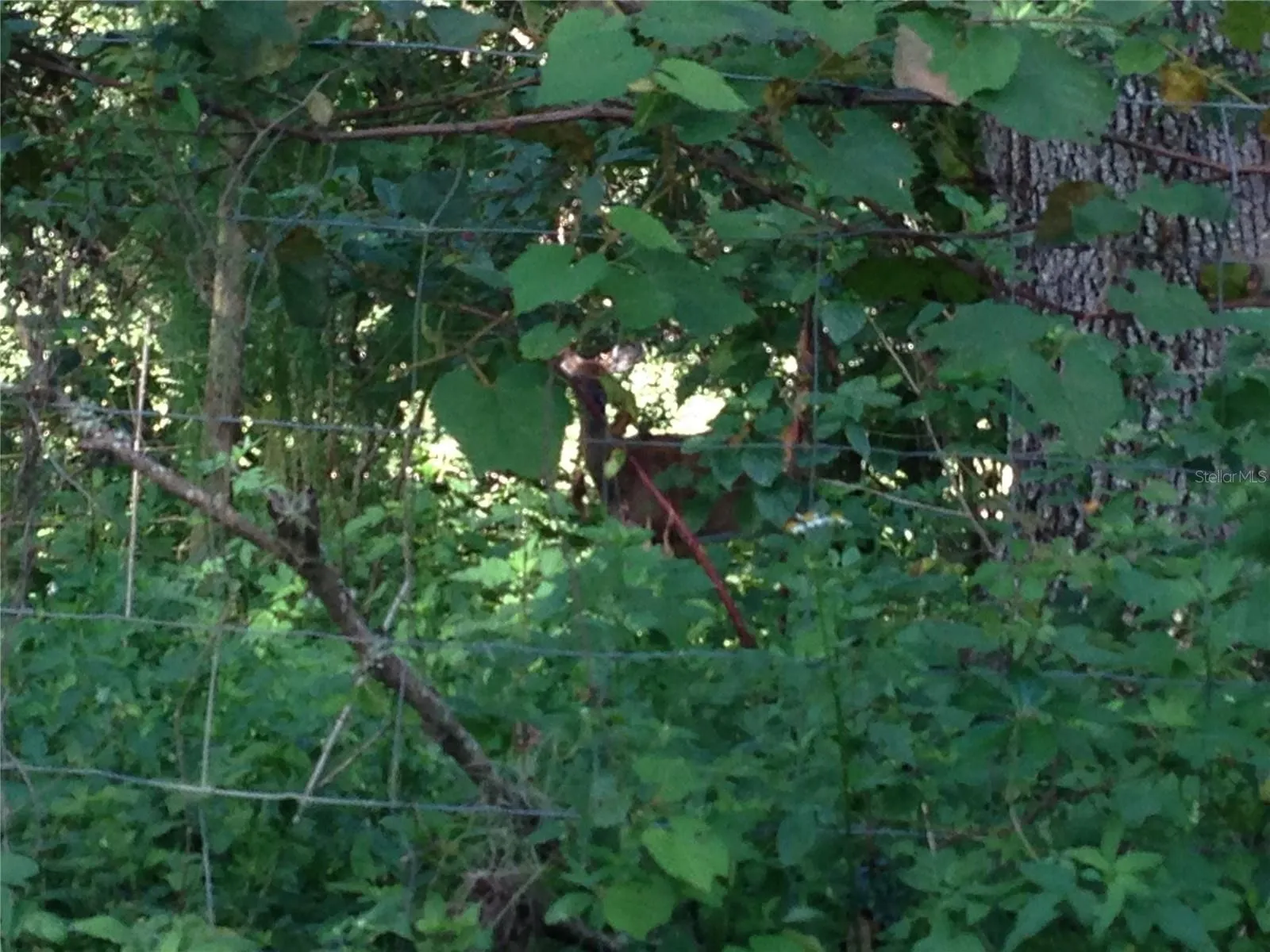 Forest Wildlife
