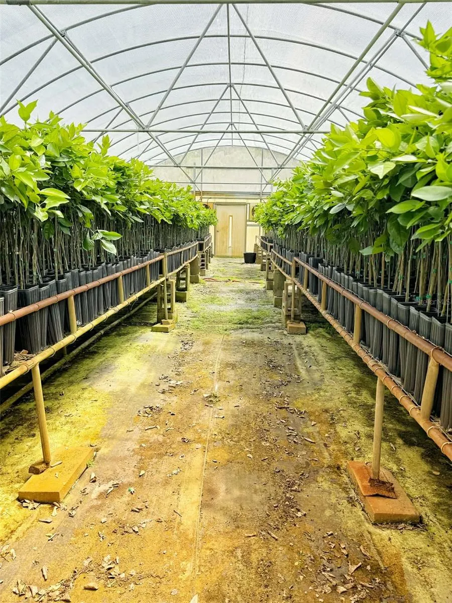 Citrus Nursery