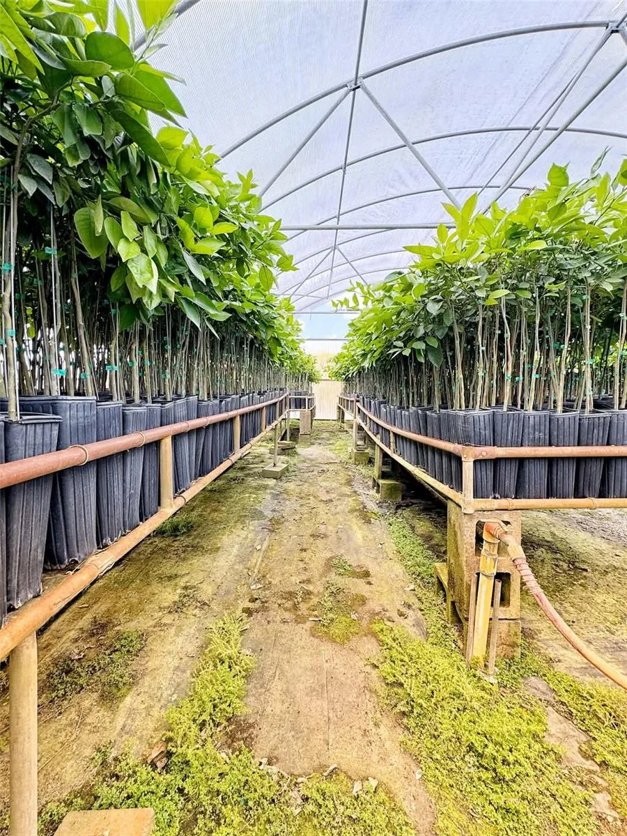 Citrus Nursery