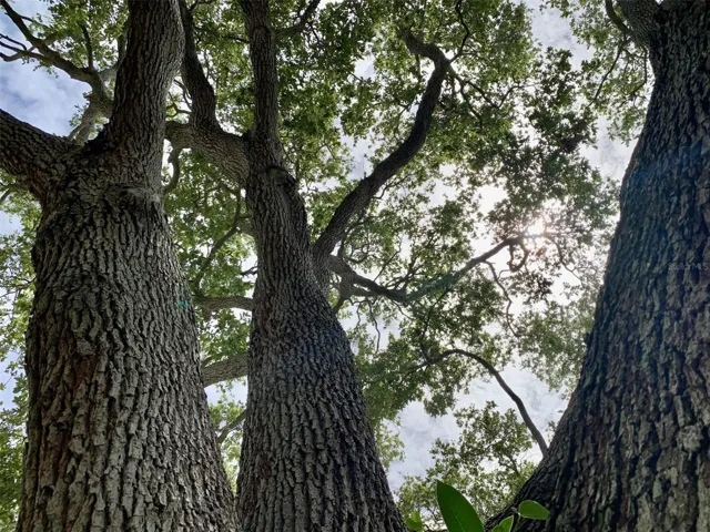 Mature oak is the front yard's center piece
