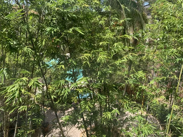 View of courtyard from living room window