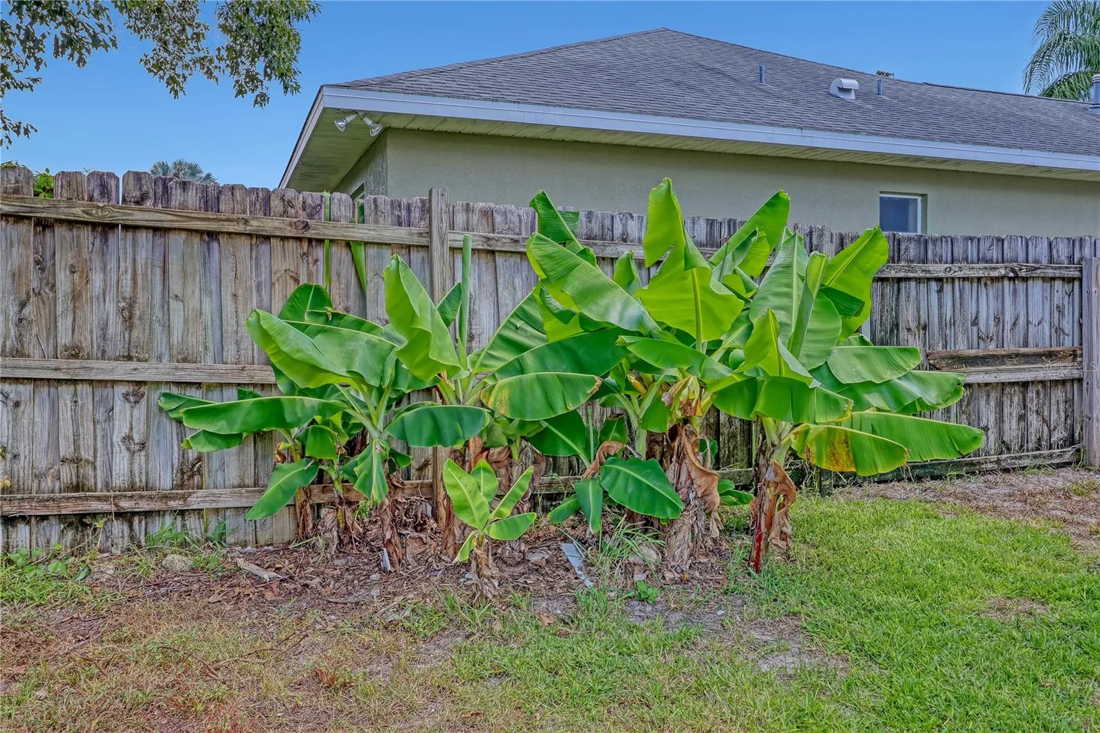 banana Trees