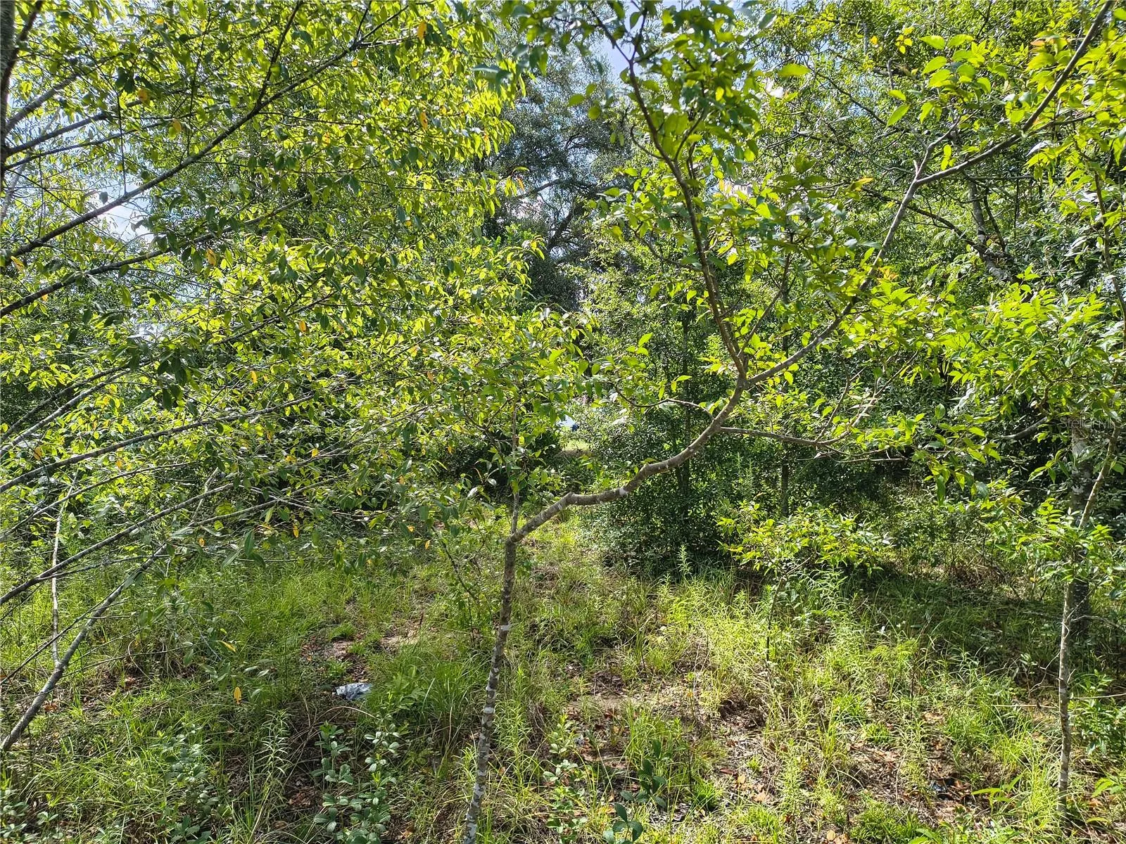 Back of property