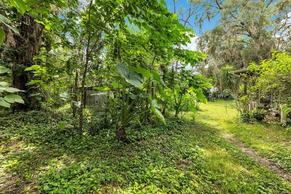 Backyard