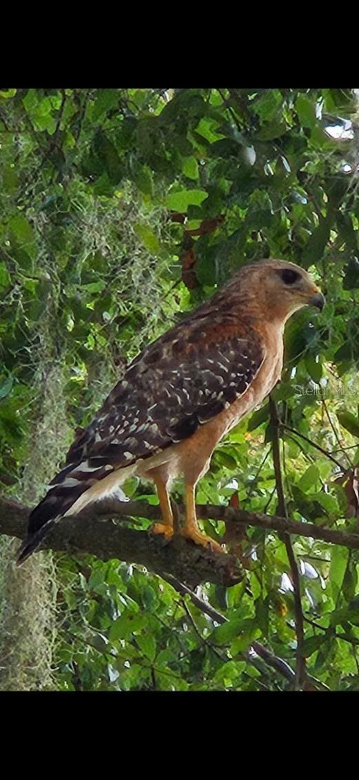 Hawk looking for its next meal