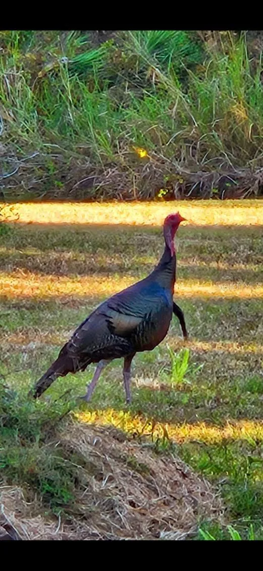 Wild Turkey