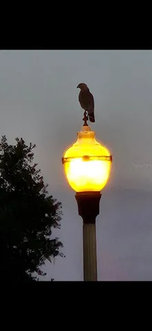 Hawk enjoying the sunset